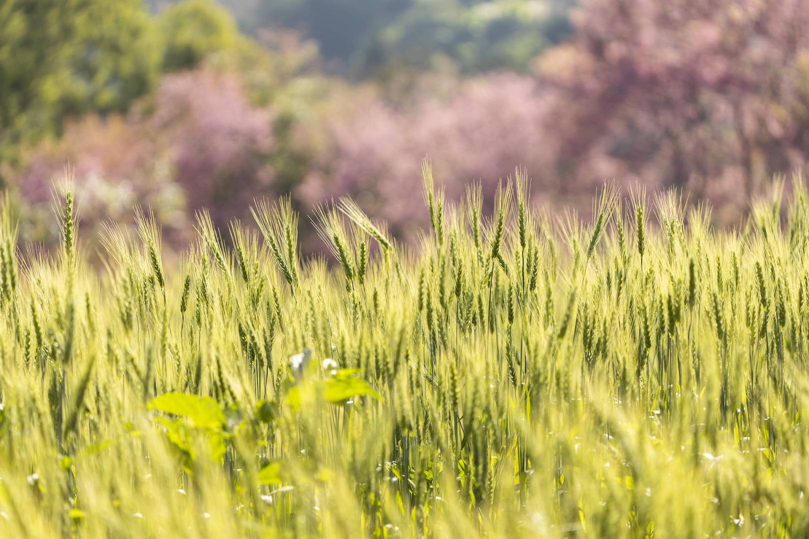 Odchwaszczanie zbóż jarych – jak i kiedy?