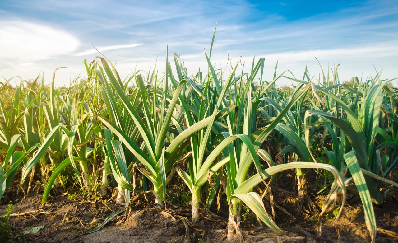 Uprawa roślin energetycznych na potrzeby biopaliw - jak zacząć? 1 How Regenerative Agriculture Affects Soil Fertility and Biodiversity