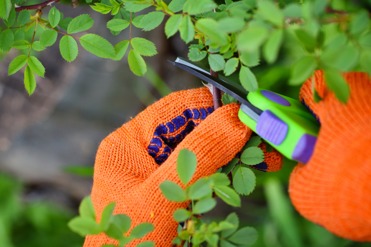 Przycinanie roślin na wiosnę: które, jak i czym przycinać 18 Przycinanie roślin na wiosnę: które, jak i czym przycinać