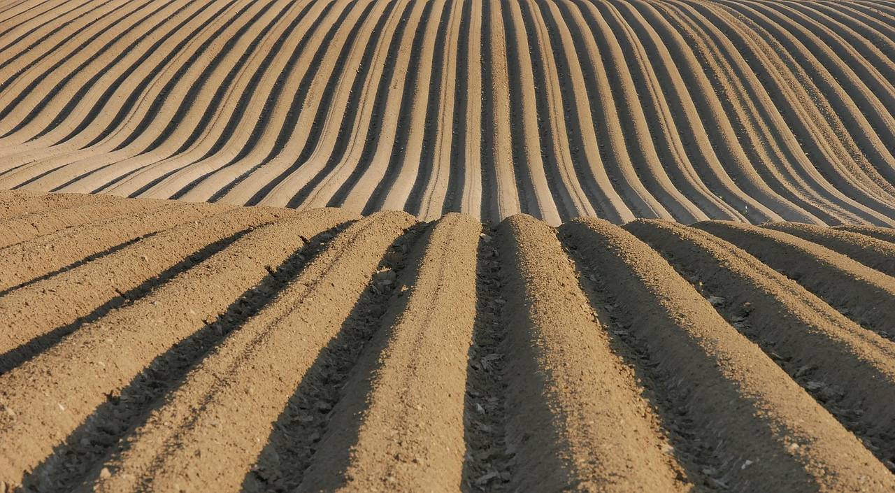 Zaraza ziemniaka – czym jest, jak się objawia i jak ją zwalczać? 17 Zaraza ziemniaka – czym jest, jak się objawia i jak ją zwalczać?