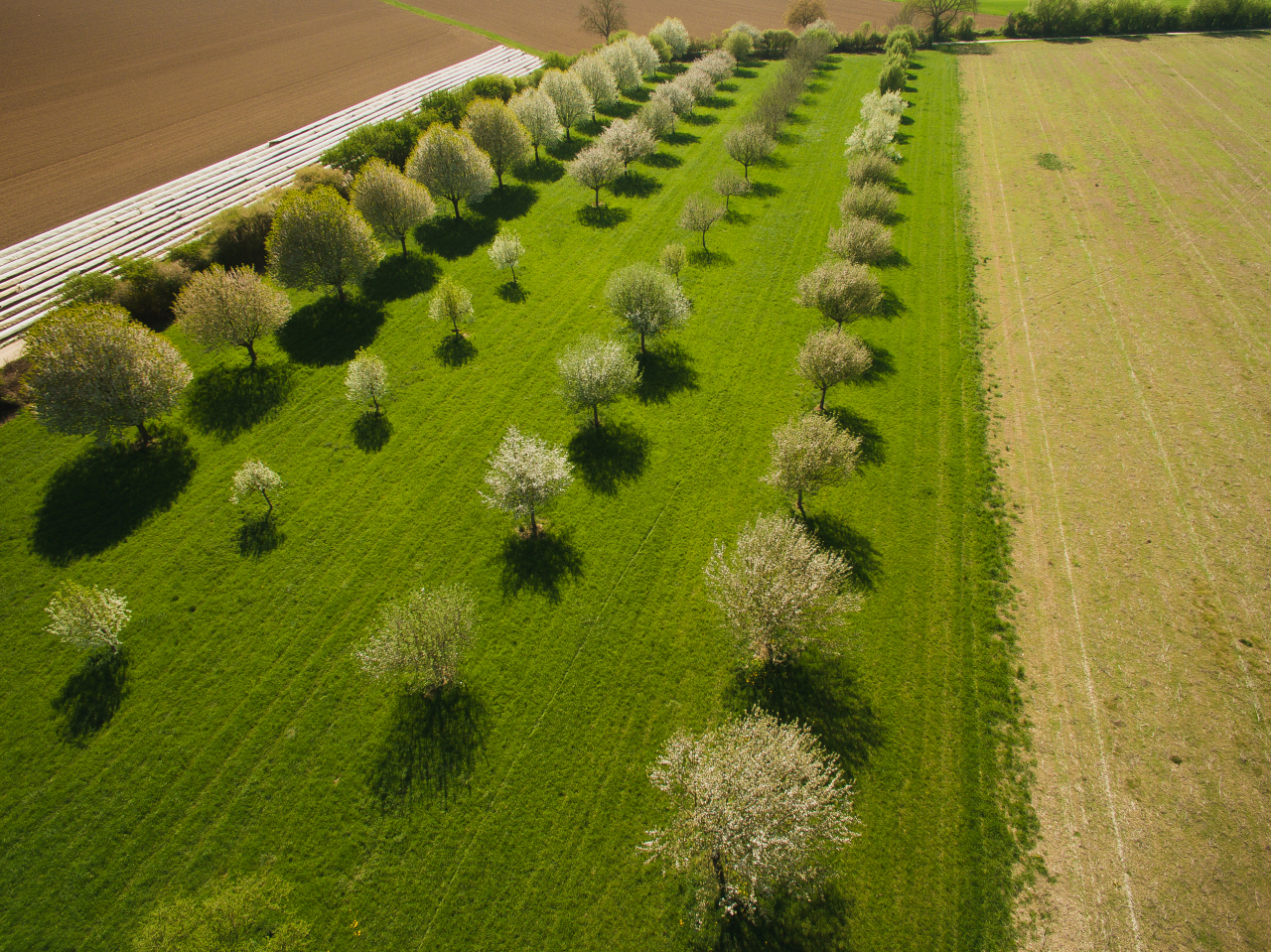 Agroforestry: łączenie drzew z uprawami i hodowlą dla ochrony gleby
